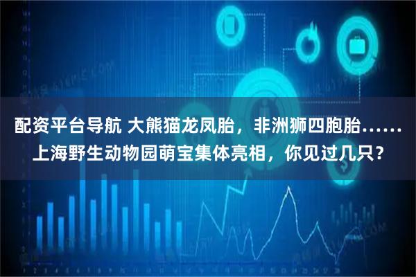 配资平台导航 大熊猫龙凤胎，非洲狮四胞胎……上海野生动物园萌宝集体亮相，你见过几只？